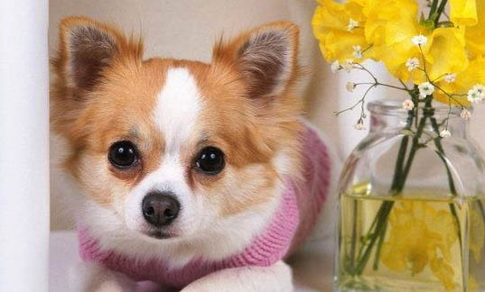 狗能不能吃花生米