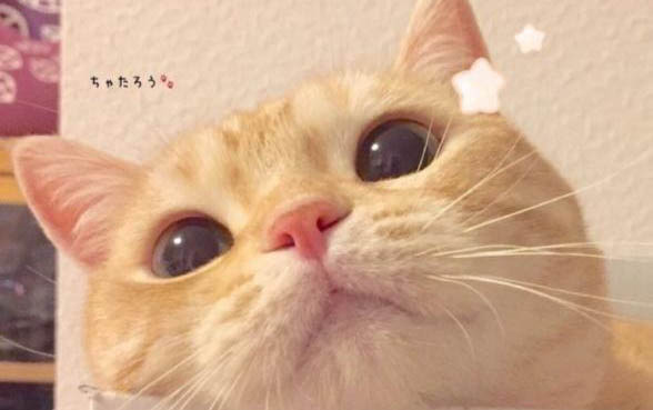 小貓的貓糧要泡多久