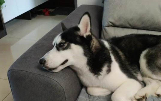 為什么狗狗不要人抱啊