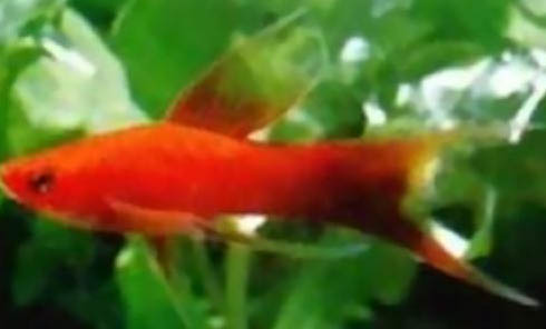 什么龜可以和魚一起養(yǎng)