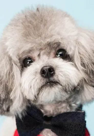 狗狗狗糧哪個牌子好?