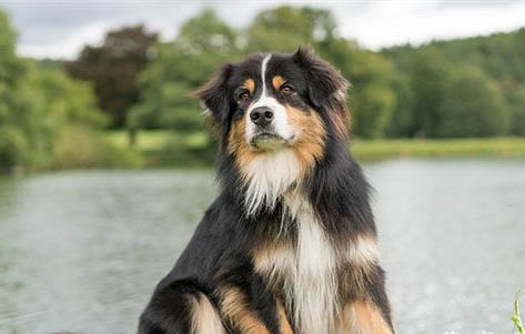 什么狗適合做治愈犬