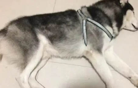 哈士奇如何訓練上廁所