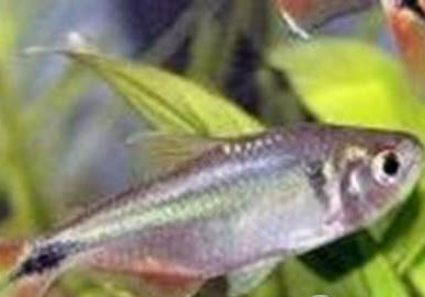 蘭壽金魚需要過濾器嗎