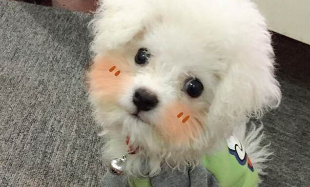 狗狗定點上廁所如何訓練
