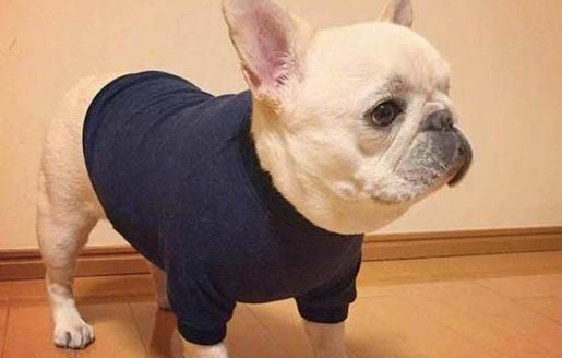 英國(guó)斗牛犬例假15天可以洗澡嗎