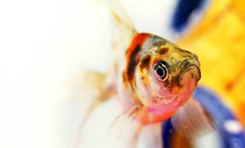 金魚吃水面泡泡正常嗎