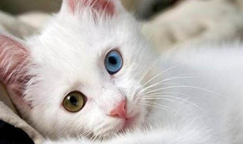 土耳其梵貓嘔吐的原因及處理方法