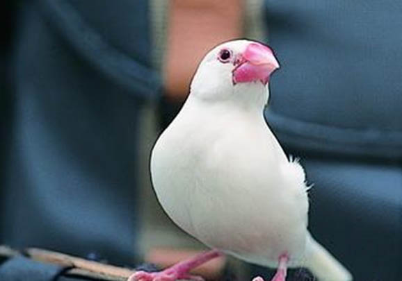 白文鳥如何訓(xùn)練