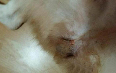 母狗狗生完小狗多久可以洗澡