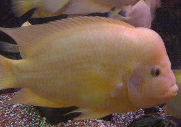 斑馬魚換水死亡的原因