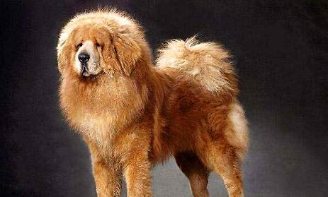 山東獅子貓有眼屎