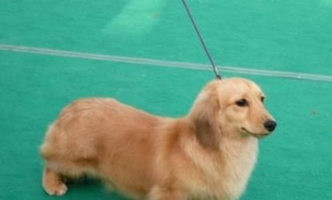 狗狗怎么樣會得細小病毒