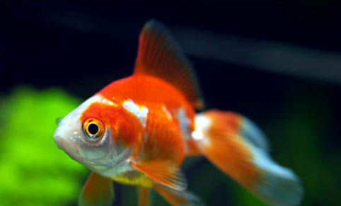 金魚吃了魚食又吐出來