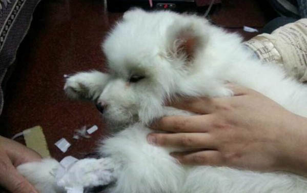 金毛狗懷孕55天特征