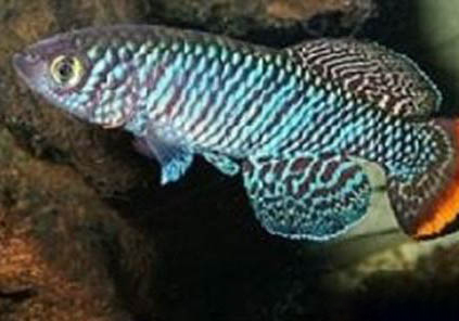 鳳尾魚好養(yǎng)嗎