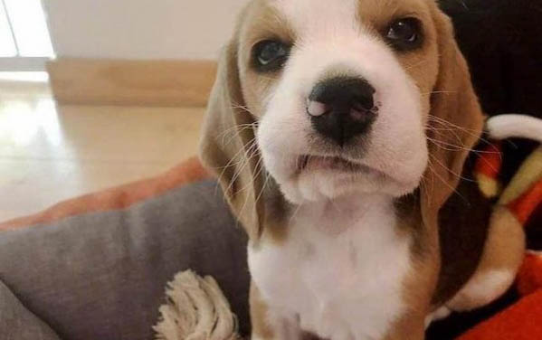 比格犬成年體型多大