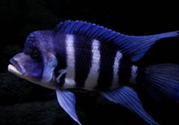 鼠魚繁殖多久一次?