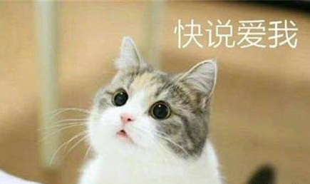 剛買的貓咪到家之后一直躲著不出來怎么辦??？