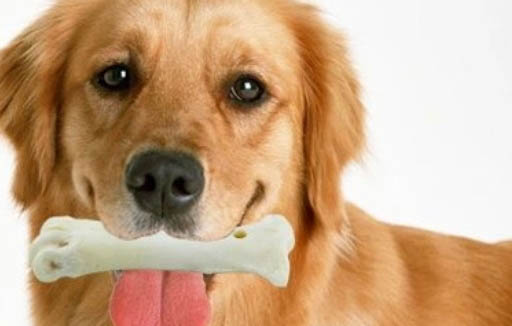 治療犬瘟的最佳方法是什么
