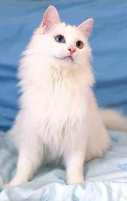 獅子貓一條多少錢一只
