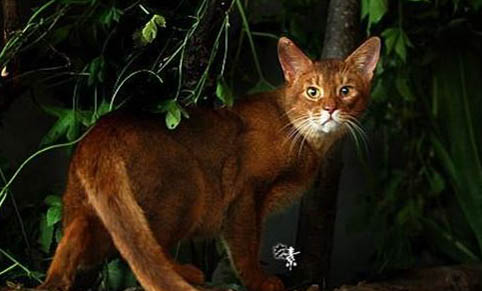 阿比西尼亞貓打噴嚏流黃鼻涕的原因及處理方法