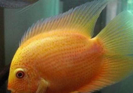 金菠蘿魚繁殖