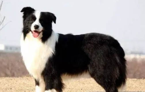 冰島牧羊犬拉稀應(yīng)該怎么做
