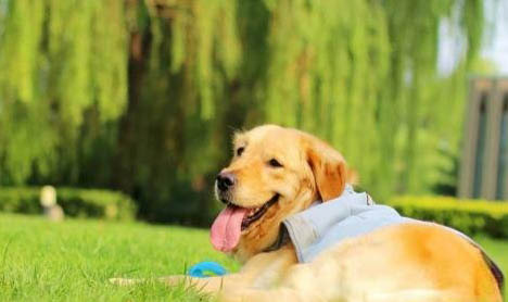 狗狗懷孕肚子哪個位置