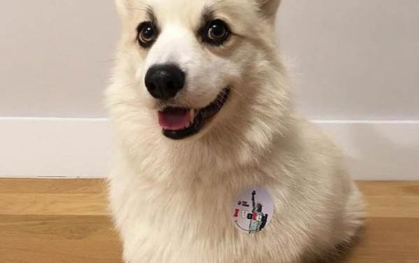 柯基犬老喝水是什么原因
