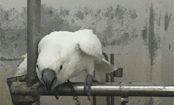 撿到一只暗色錐尾鸚鵡