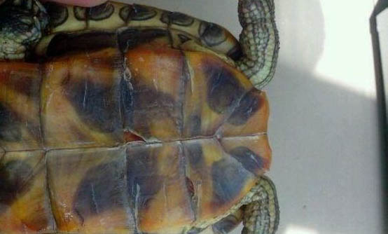 寵物龜過冬后死亡的原因