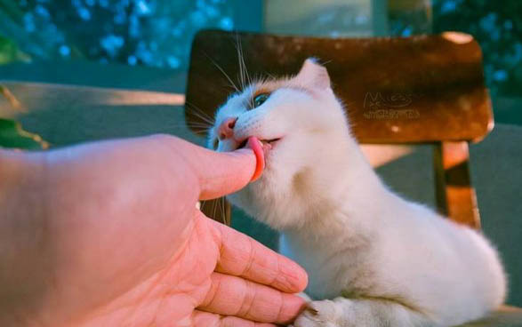 小貓嘔吐的原因及處理方法