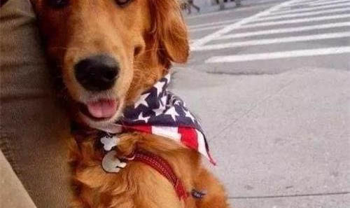 金毛犬吃什么食物最好