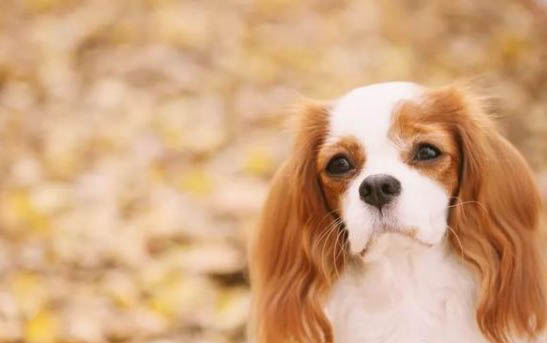 有哪些狗狗作為導盲犬?