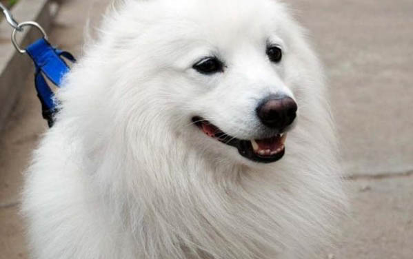 狗狗可以吃蝦肉嗎?