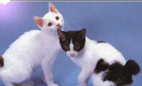 美國短尾貓脫毛的原因及處理方法