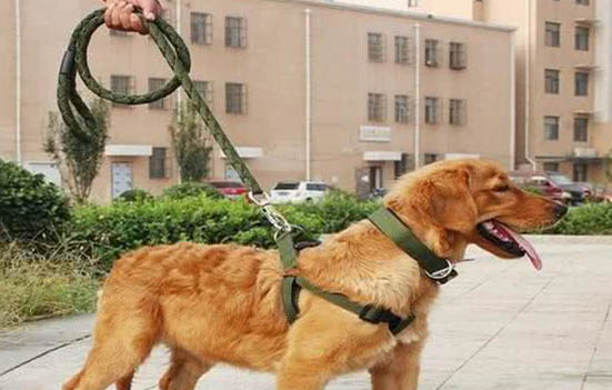懷孕后期的狗狗為什么發(fā)抖喘粗氣