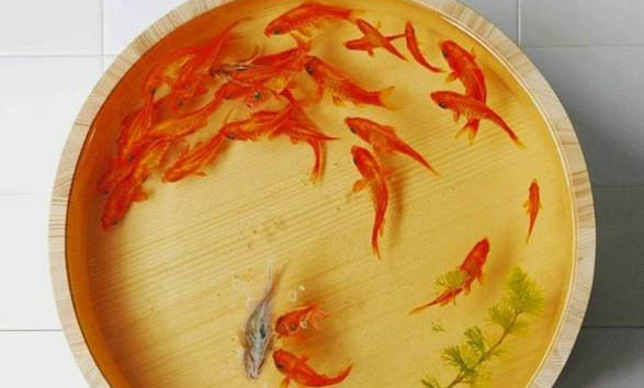 金魚多久產(chǎn)卵一次