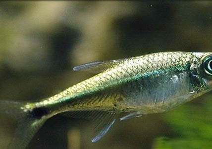 魚塘下尿素多久魚開口