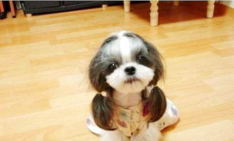 西施犬打理毛發(fā)的小技巧