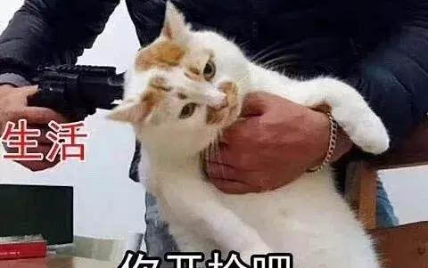 小貓離開母貓兩個月回去還認嗎