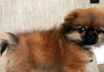 西藏獵犬受傷怎么處理傷口