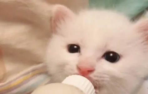 小奶貓能吃什么人類食物