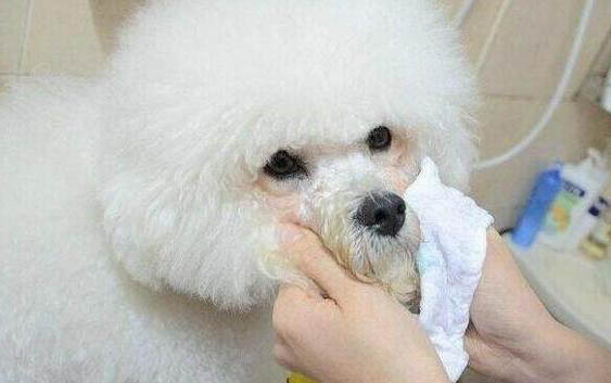 棉花面紗犬哪里有賣