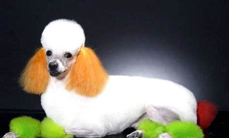 玩具貴賓犬和泰迪的區別
