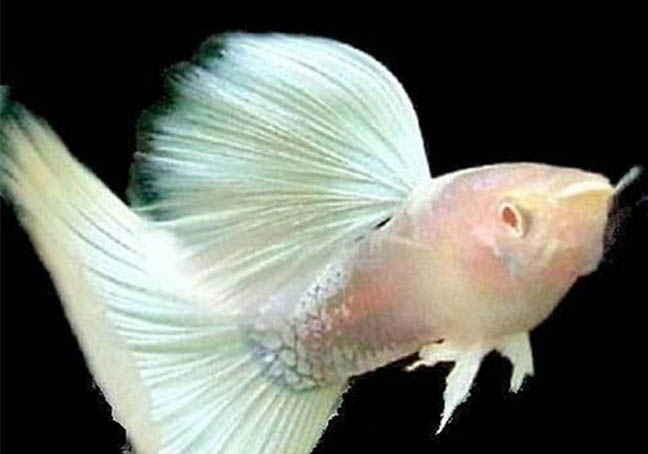 孔雀魚不吃飯能活多久