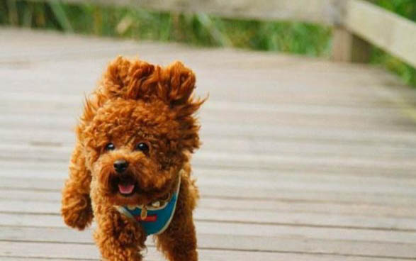 泰迪犬和鹿犬哪個智商高