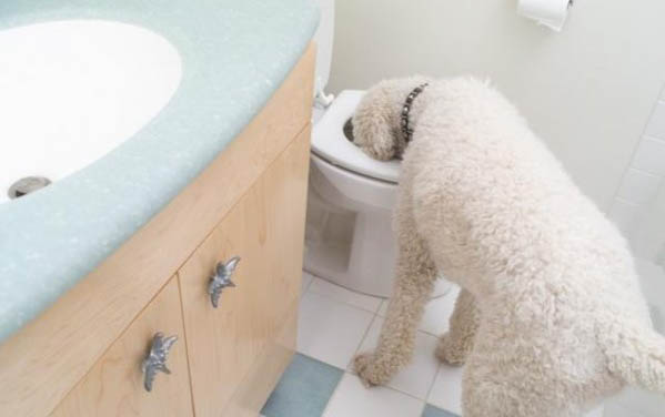 馬扎爾犬的壽命一般是多久