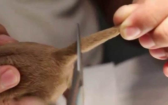 狗狗的各種生理習性